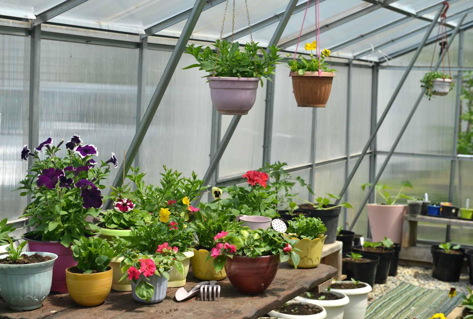 Blühende Gartenideen in einem DIY-Gewächshaus mit bunten Blumen