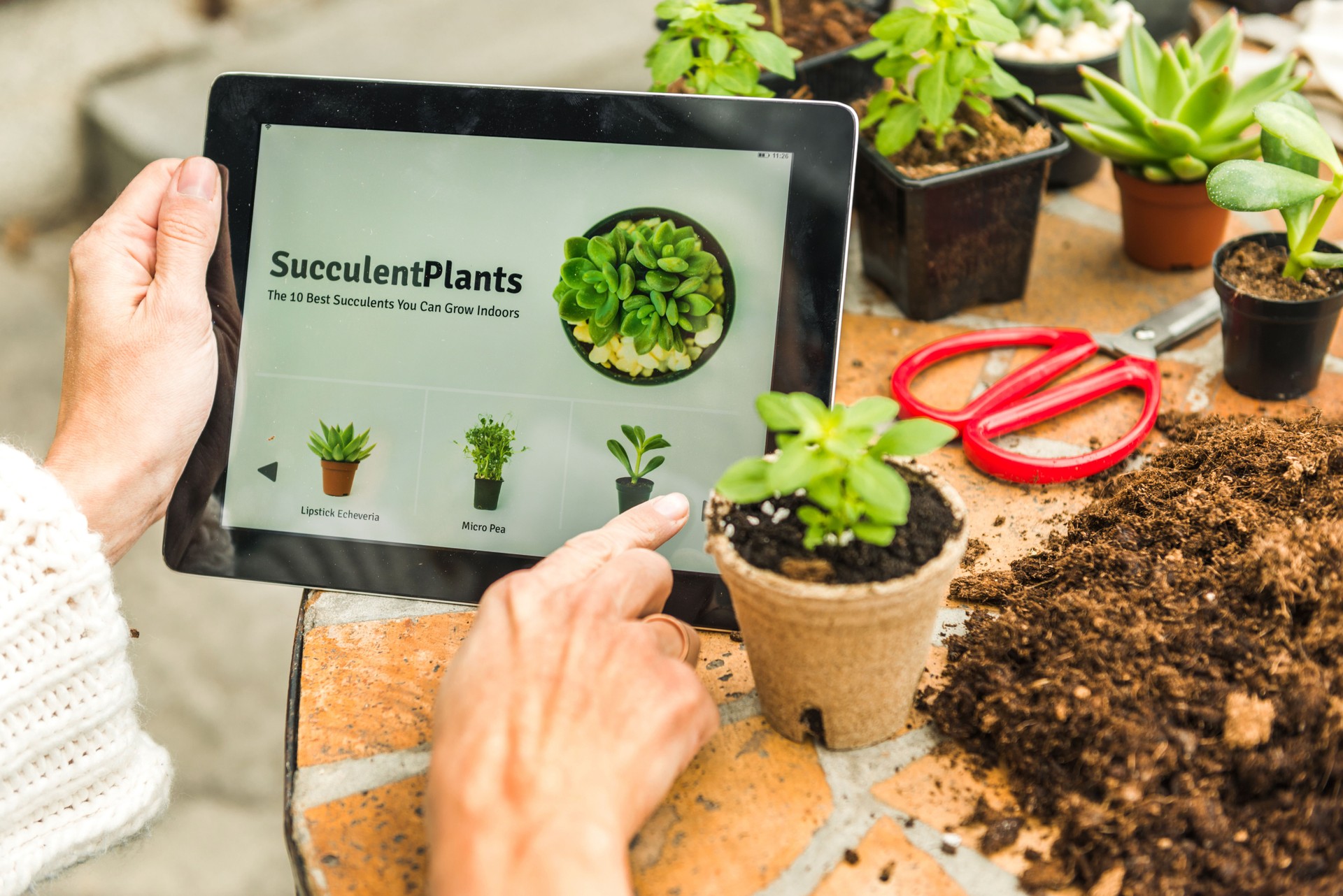 Holding digital tablet, looking at succulent plants online