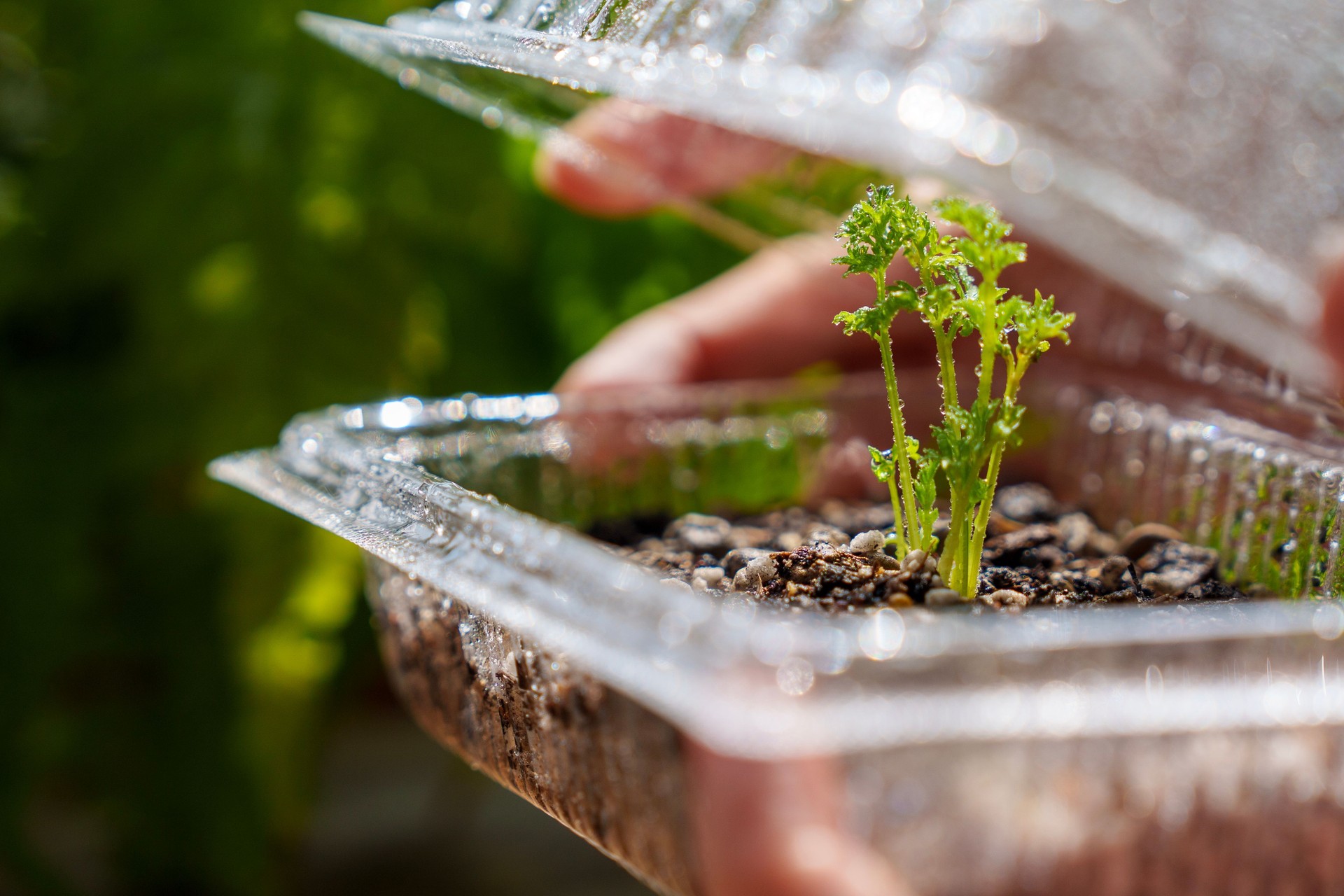 A cropped image shows an Asian woman holding a small DIY greenhouse made from a transparent plastic box for seedling plants.