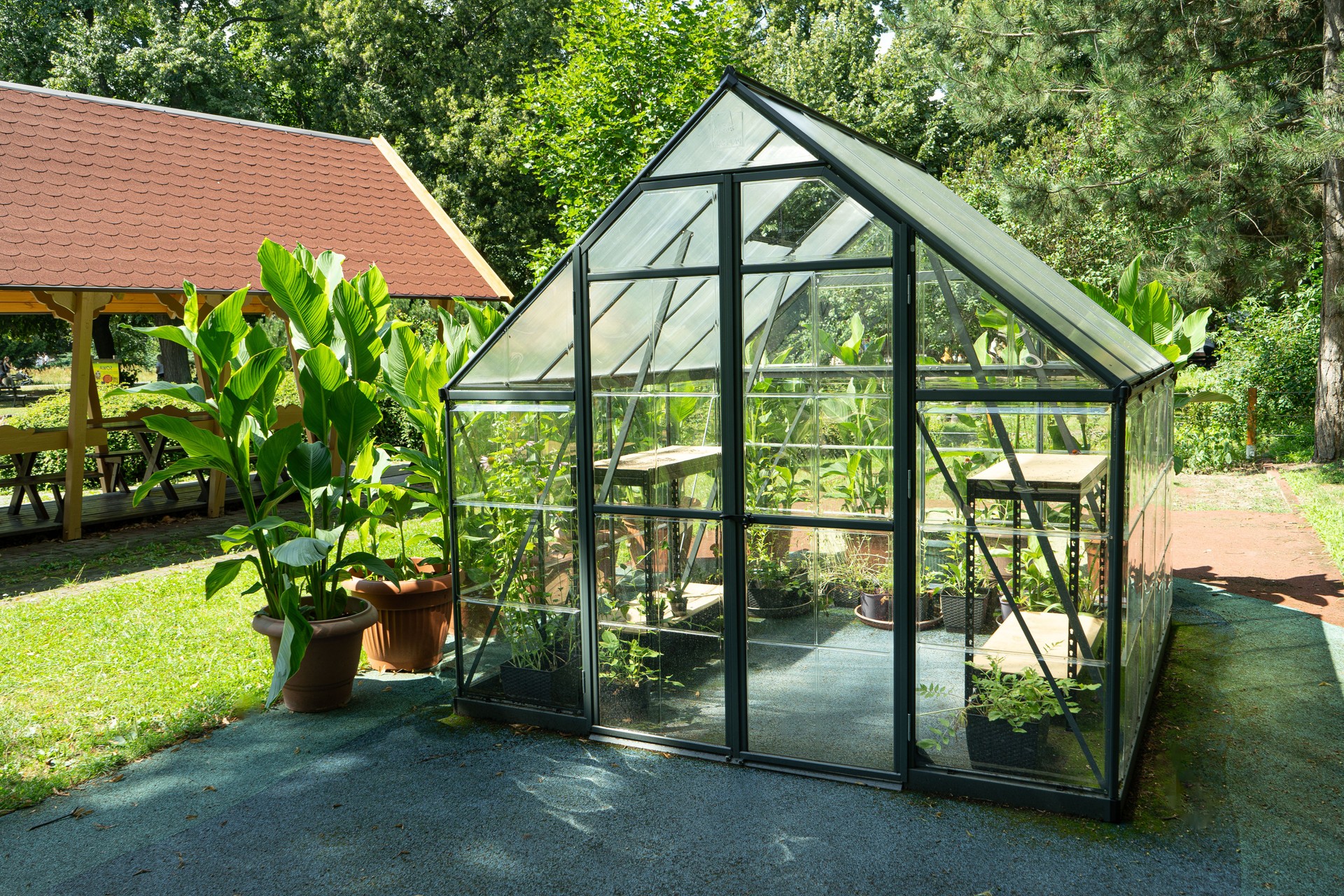 Kleines Gewächshaus aus Glas im Garten mit Gemüsepflanzen und Topfbananen
