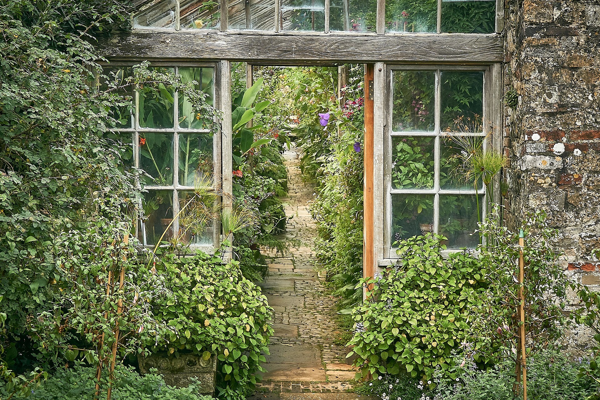 An old Victorian wooden green house or glasshouse